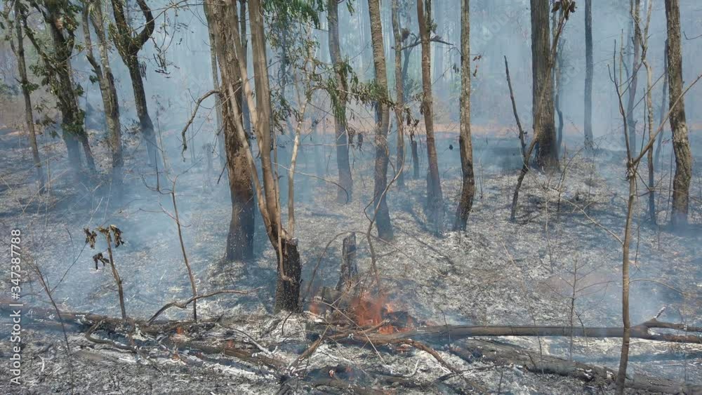 Climate crisis. Flame and smoke in national park. Destruction of rainforest by Surface Fire. Footage 4k Climate crisis. Flame and smoke in national park. Destruction of rainforest by Surface Fire. Footage 4k
