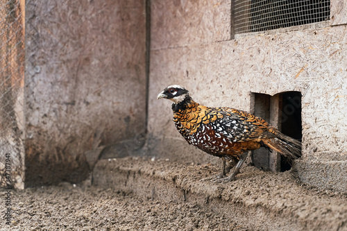 Beautiful male Reeves s pheasant with yellow feathers and white head on the bird breeding farm.