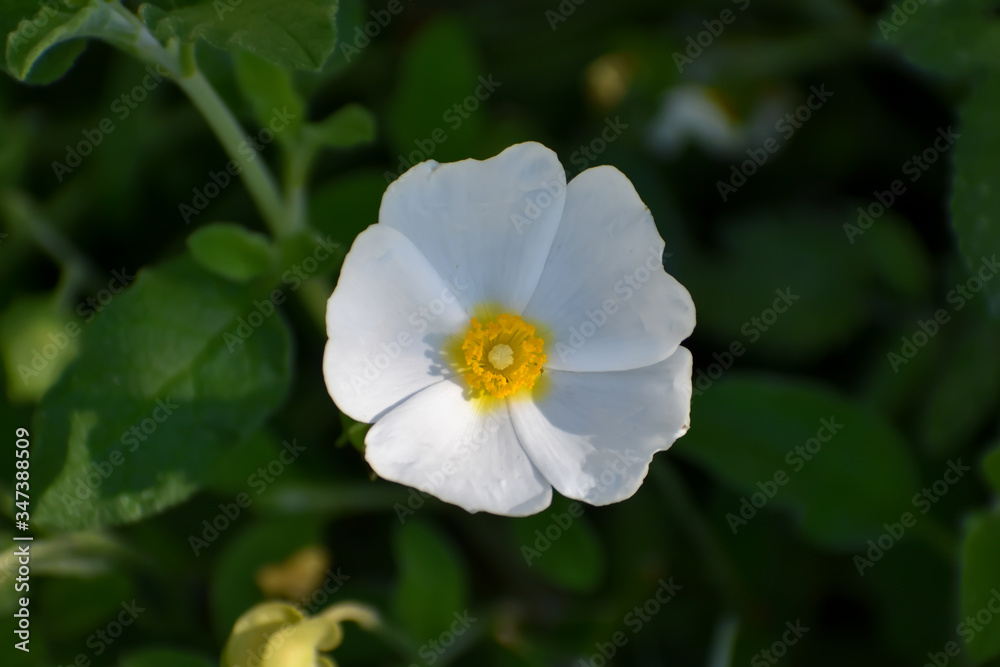 Blossom of a Cistus plant (white sage-leafed rockrose) in closeup Blossom of a Cistus plant (white sage-leafed rockrose) in closeup