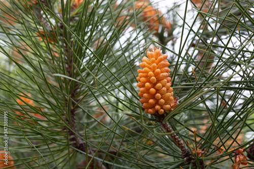 Buds of flowers