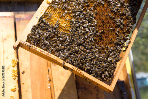 Closeup of a frame with a wax honeycomb of honey with bees on them. Apiary workflow.