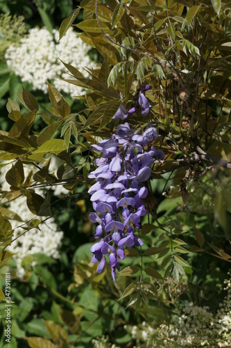 Blüte des Blauregens photo