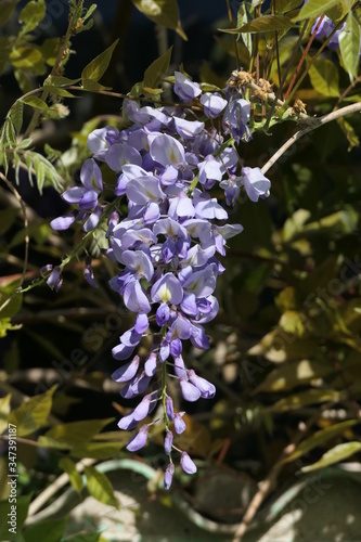 Blüte des Blauregens