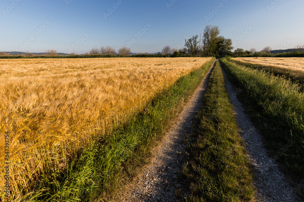 A path in the middle of a cultivated field full of golden wheat with some trees at distance, beneath a blue sky A path in the middle of a cultivated field full of golden wheat with some trees at distance, beneath a blue sky
