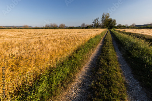 A path in the middle of a cultivated field full of golden wheat with some trees at distance  beneath a blue sky