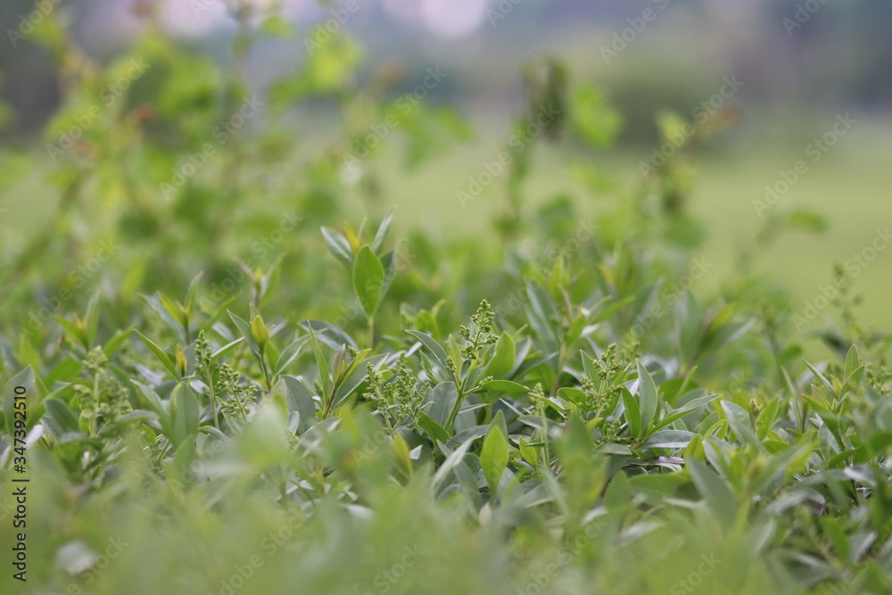 Hecke Hecke