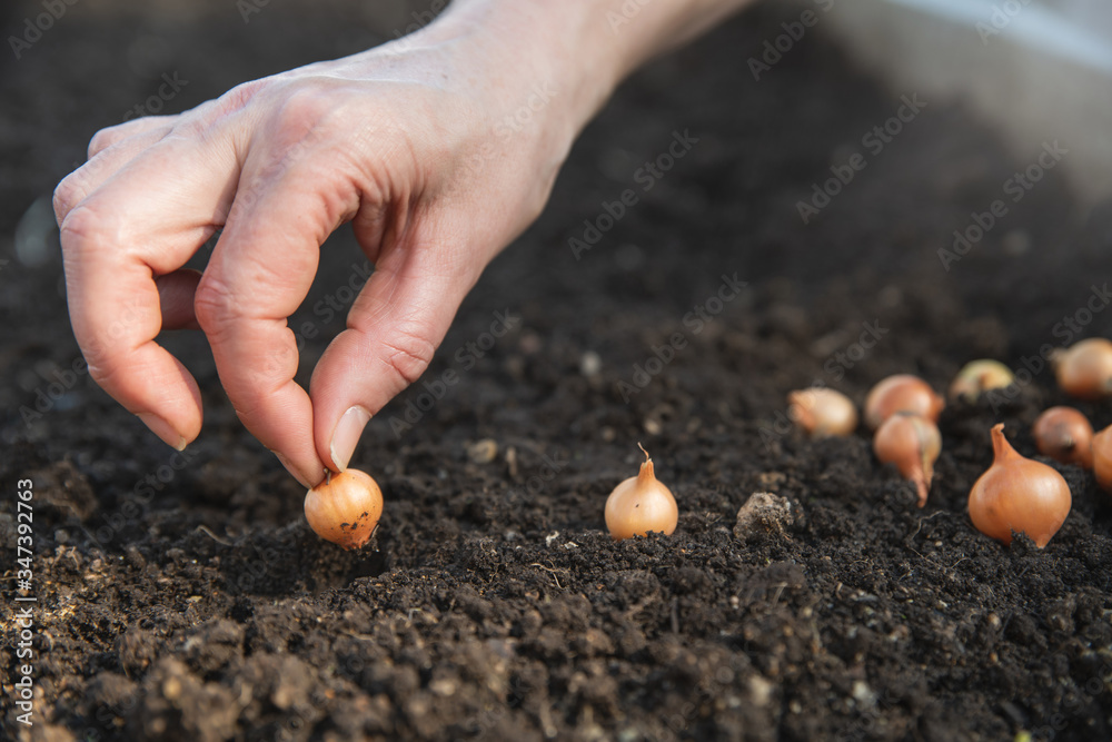 Onion seeds are planted in the ground. close-up of hand Onion seeds are planted in the ground. close-up of hand