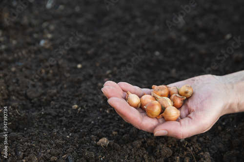 sowing onion in the hands of a female farmer