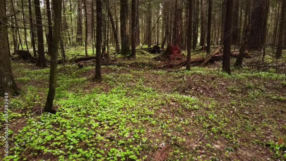 beautiful spring forest. with fresh grass and blooming flowers beautiful spring forest. with fresh grass and blooming flowers
