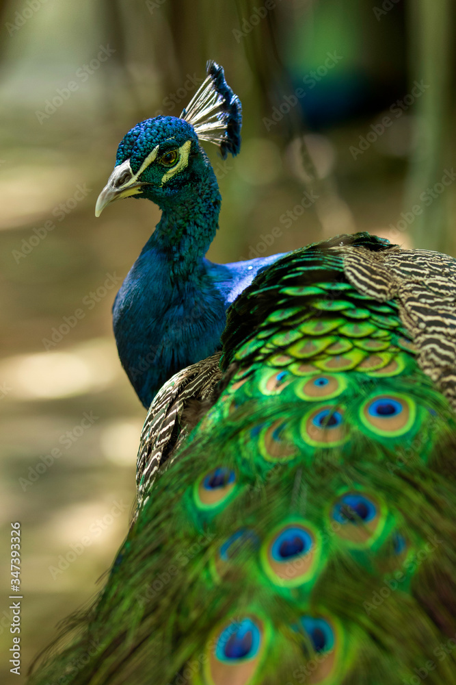 Naklejka premium Photo of a Peacock shot at Kerala 