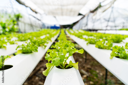 Hydroponics vegetables Green oak lettuce growing in plastic pipes at Smart farms with hydroponics systems are modern farming for healthy and quality in smart agricultural and smart farming concepts. © boophuket