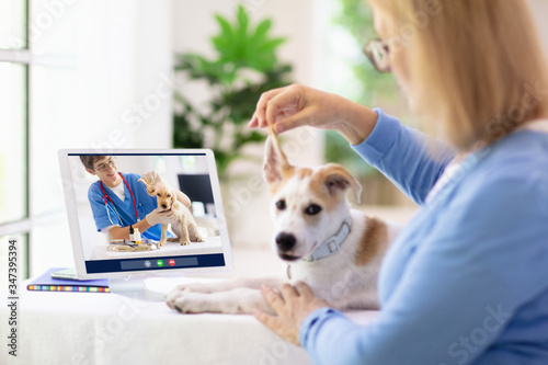 Online consultation with veterinarian doctor.
