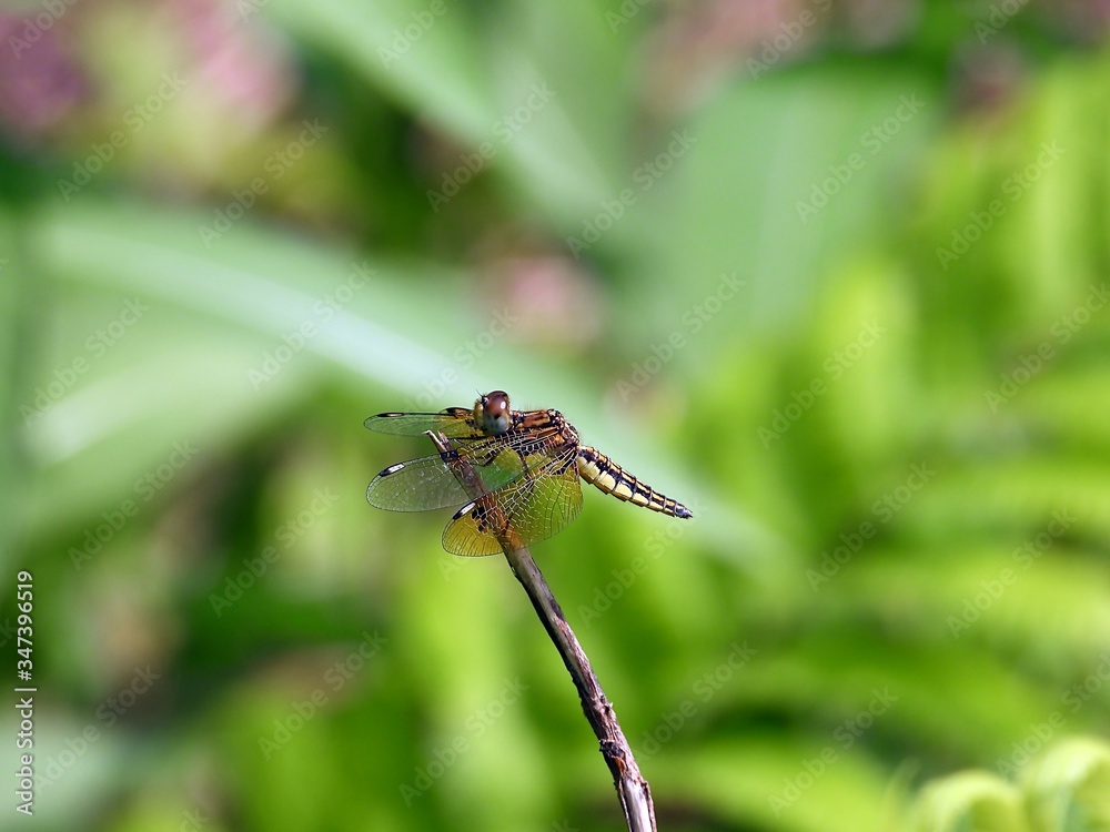 Fototapeta premium Dragonfly sitting on a twig