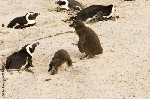 breeding penguins with baby  on the beach