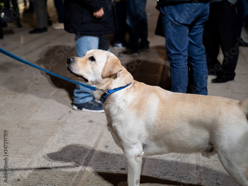 Religious festival for the Holy Mary in the city of Capurso, Italy. A golden retriever tied to a blue leash in the square with people.