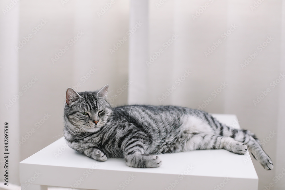 Home pet cute kitten cat at home. Cat Portrait. Cute cat indoor shooting. Funny cat. Cozy Flatlay of female blogger. Home pet cute kitten cat at home. Cat Portrait. Cute cat indoor shooting. Funny cat. Cozy Flatlay of female blogger.