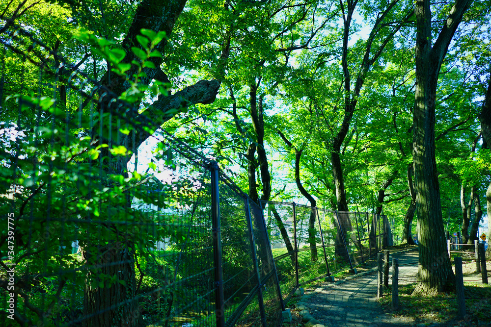 Fototapeta premium 玉川上水緑道3