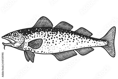 Illustration of cod  fish in engraving style. Design element for logo, label, sign, poster, t shirt. Vector illustration