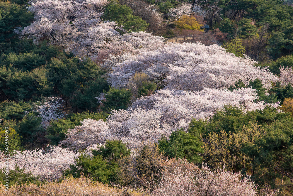 山桜の背景素材 山桜の背景素材