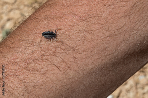 Orthochirus scrobiculosus negebensis dwarf fat-tailed scorpion crawling among the hairs of a man's arm near mitspe ramon in israel photo