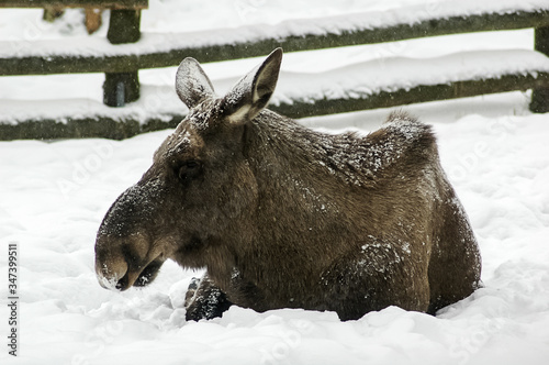 Sweden - Stockholm - Skansen 2005 : An Elk Rest On The Snow