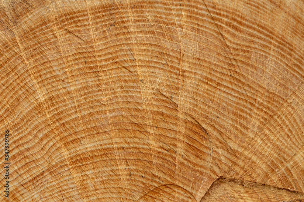 Naklejka premium Stump of a big old tree felled - section of the trunk with annual rings