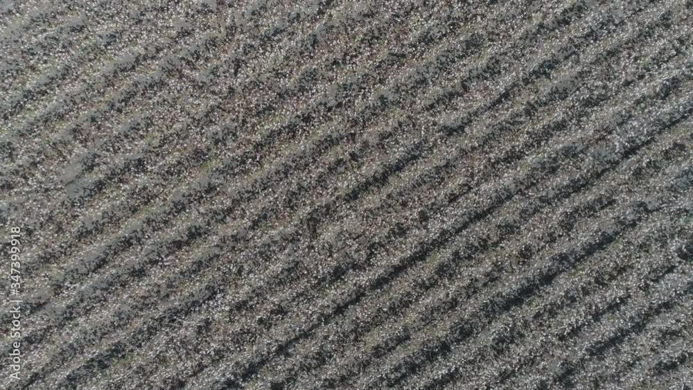Aerial Drone Top-down Zenithal forward close view of Cotton Fields