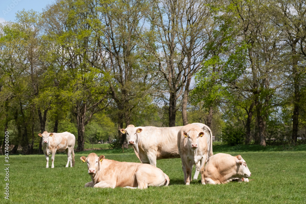 Herd of curious white Charolais beef cattle in a pasture in a dutch countryside. With the cows standing in a line staring curiously at the camera Herd of curious white Charolais beef cattle in a pasture in a dutch countryside. With the cows standing in a line staring curiously at the camera