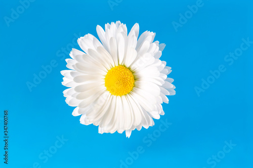 Macro view of chamomile blossom with white petals and yellow pistils on soft blue background with copy space. Center of blossom is in camera focus