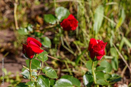 Beautiful Red Roses in Spring Blossom