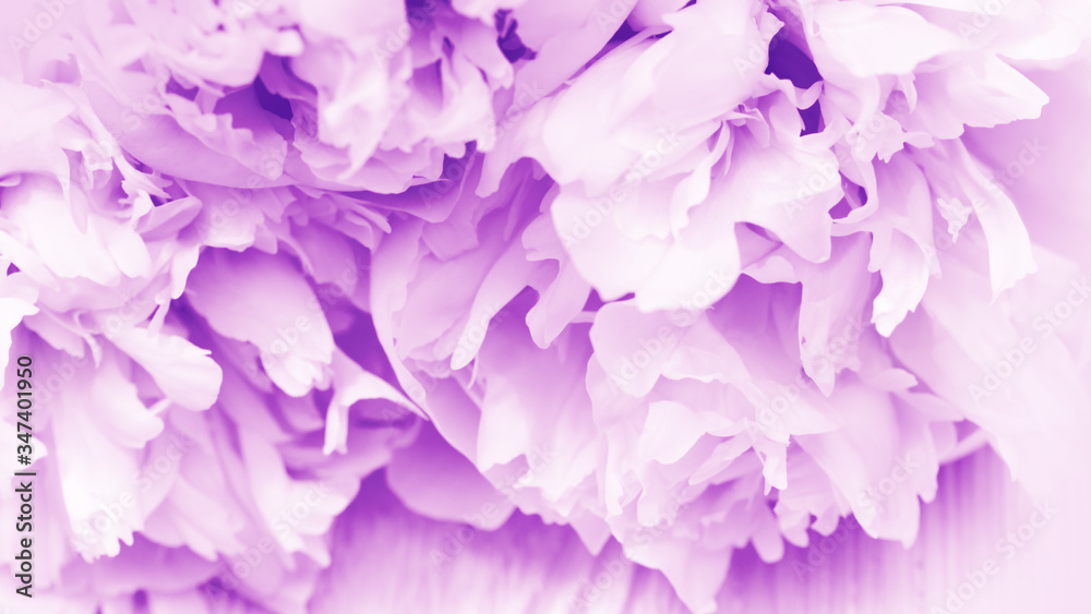Flowery natural background. Flower pattern. Petals of peonies purple colored. Petals of flowers closeup. Selective focus.