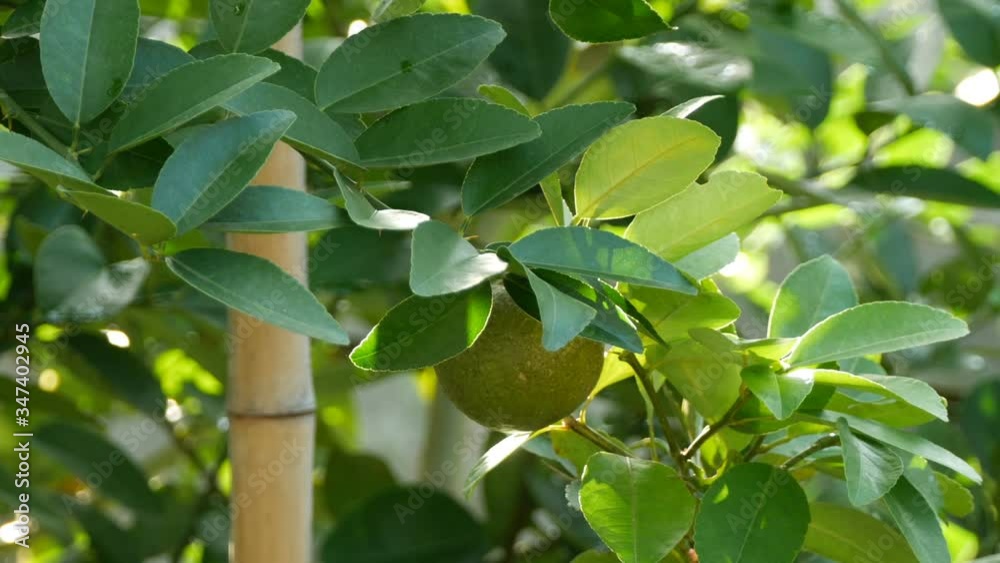 Hand picking up fresh lime on tree in garden Hand picking up fresh lime on tree in garden