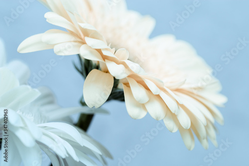 Two gerbera flowers white colored close up over blue. Natural flowery background with copy space. Abstract Beauty in nature. Selective focus. photo