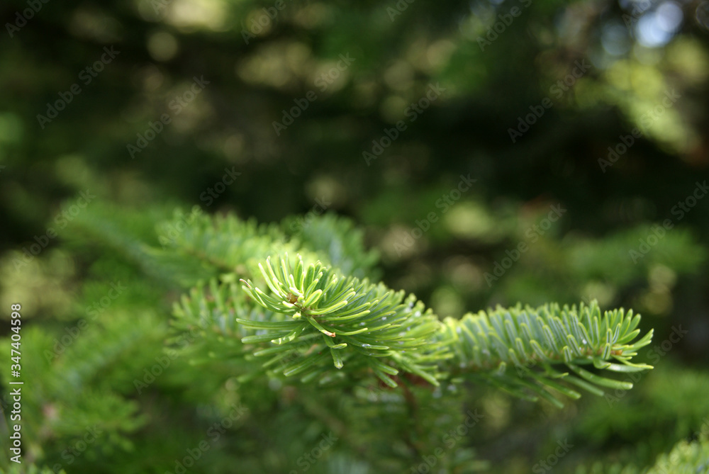 fur tree branch on green background fur tree branch on green background