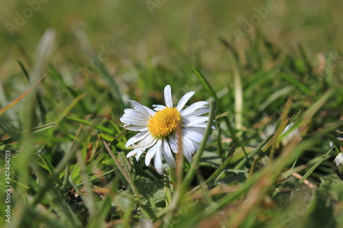 Daisy flower in the grass