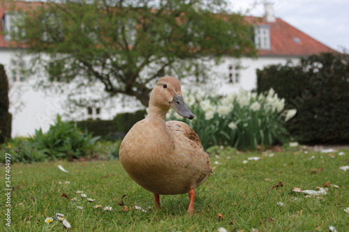 Duck in the park