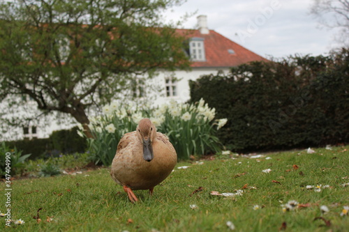 Duck in the park