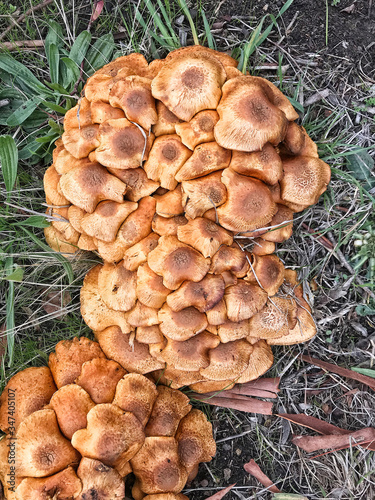 Clumps of Honey Fungus