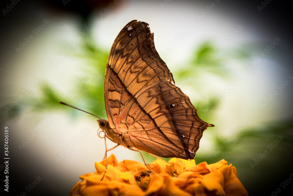 Obraz premium Butterfly camo