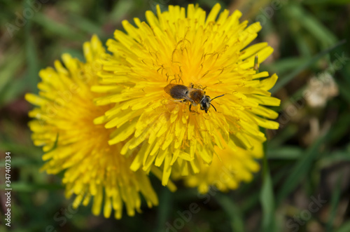 Brown and black bee, folded wings, sitting on yellow fluffy lush dandelion flower sprinkled with grains of pollen collects nectar, against background of blurred gray soil and green leaves, top view .