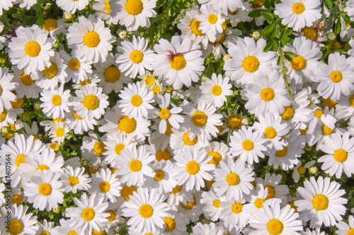 白い花の背景素材