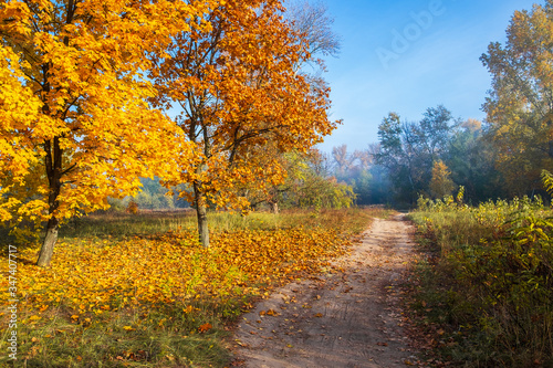  autumn tree in the sunlight © Александр Арендарь