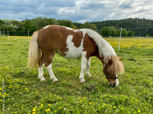Small and cute Pony at green farm nature ground 
