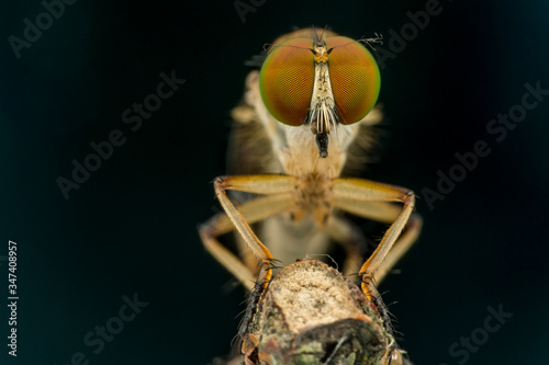 Lovely Robber flies (Asilidae)  nature marco photography photo