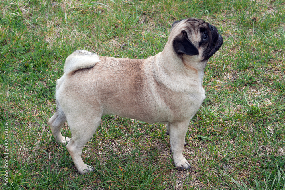 side view of a happy pug dog with brown fur standing and looking ahead.