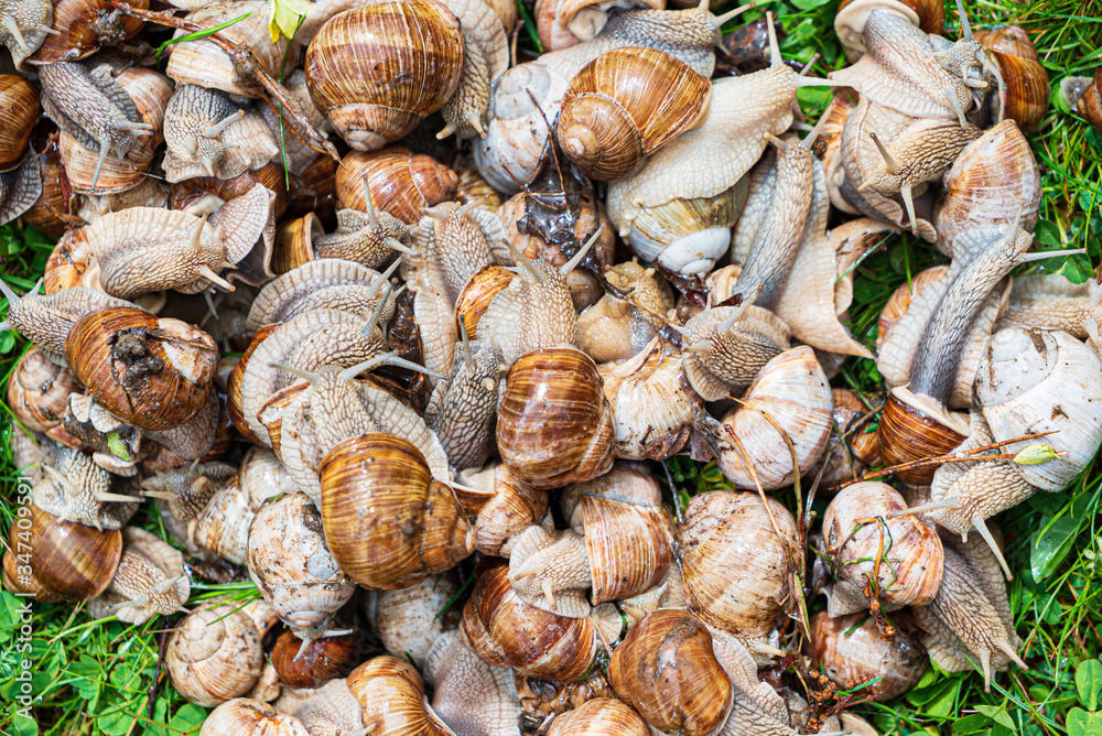 many snails in the garden many snails in the garden