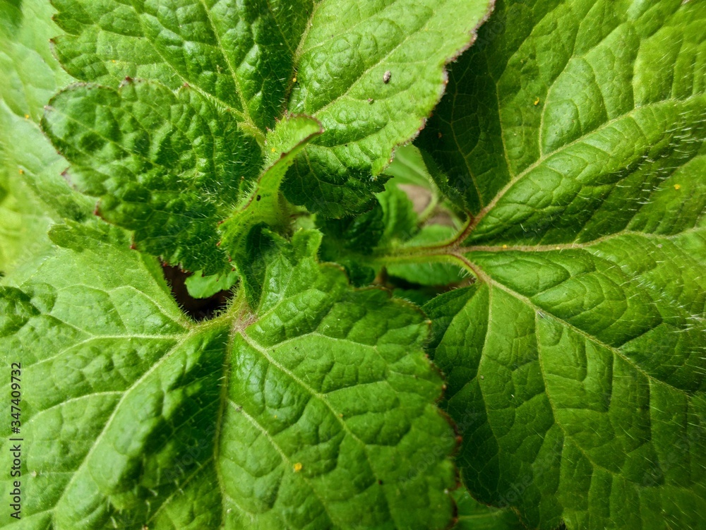 green leaves green leaves