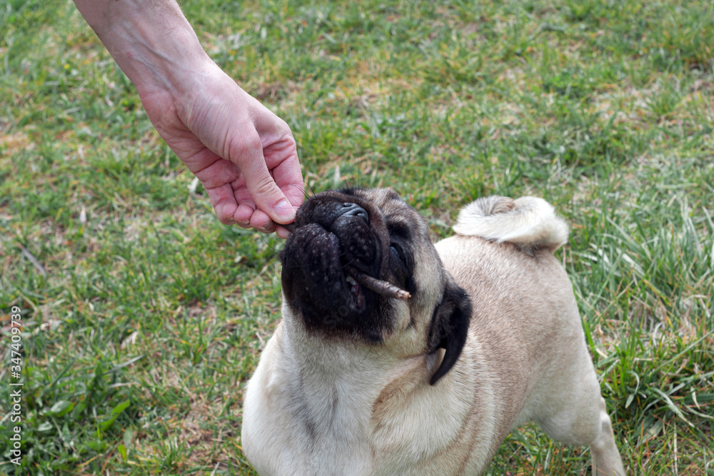 owner playing with his pug dog, holding a stick while doggy is biting it