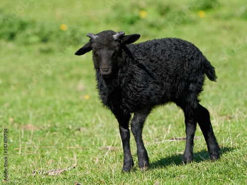 Tableau sur toile Juvenile black sheep