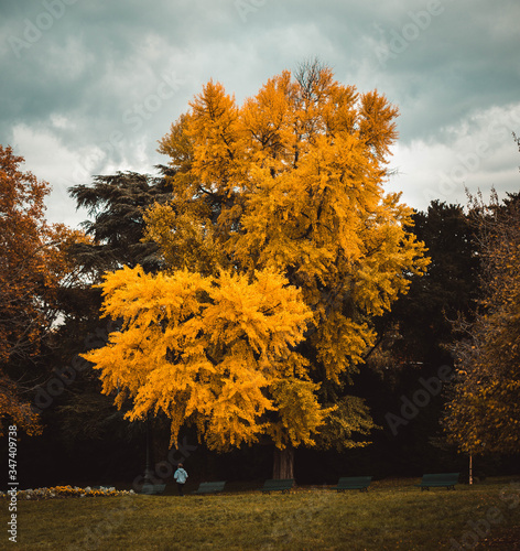 autumn tree in the park